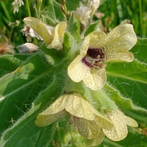 Ban otu Tohumu (Göz Otu) 5gr - Görsel 1