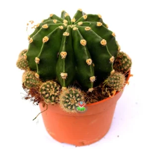 Kaynana Topuzu Kaktüsü 10,5 cm Saksıda - Görsel 1