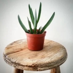 Kaz Ayağı Çiçeği (Carpobrotus Acinaciformis) - Görsel 1