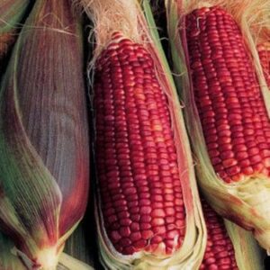 Kırmızı Mısır Tohumu 25ad - Görsel 1