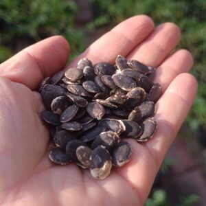 Lif Kabağı Tohumu 50 Adet - Görsel 1