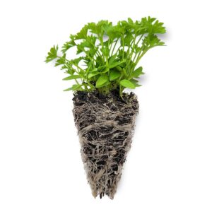 Maydanoz Fidesi 10 Adet - Görsel 1