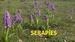 Salep fidesi 100 Adet - Görsel 1