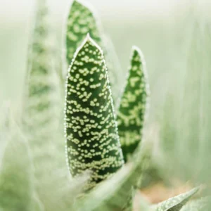 Sığır Dili Sukulent (Gasteria) 10,5 cm Saksıda - Görsel 1