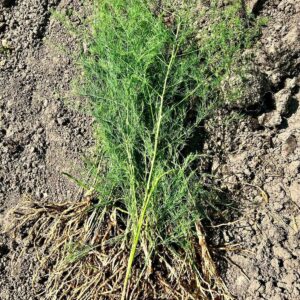 Kuşkonmaz Fidesi Açık Kök 5 Adet - Görsel 2