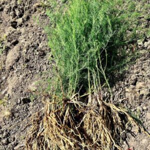 Kuşkonmaz Fidesi Açık Kök 5 Adet - Görsel 1