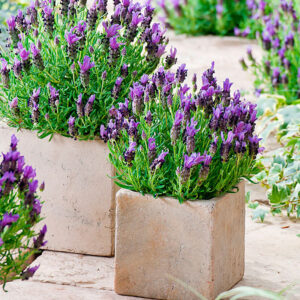 Lavanta Tohumu 200 Adet - Görsel 2