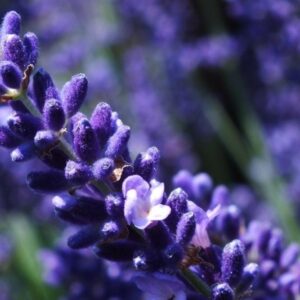 Lavanta Tohumu 200 Adet - Görsel 3