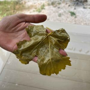 Salamura Tokat Asma Yaprağı 5 kg - Görsel 4